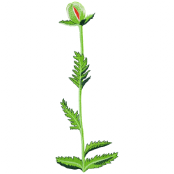 Flowers Embroidery Design 1